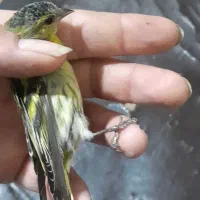 سهره زردوسهره اهوازی|پرنده|مشهد, نوید|دیوار