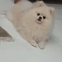 پامرانین خرسی سفید|سگ|یزد, |دیوار