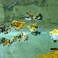 ماهی گوپی،مولی بالن،پلاتی بالن