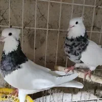 ۳عدد طوقی جفت بایه نر