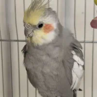 دو عروس هلندی نر بالغ به همراه قفس بزرگ