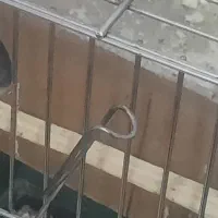 چهارتاعروس هلندی مولد