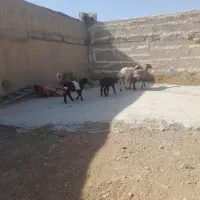 میش و بره