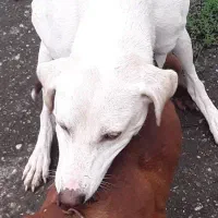 سک‌‌ واقعی