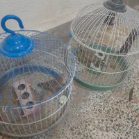 فروش قناری خاکی|پرنده|آبدانان, |دیوار