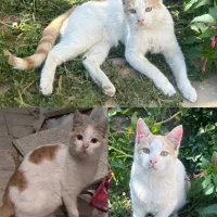 گربه گمشده با مژدگانی خوب|حیوانات|کرج, جهان‌شهر|دیوار