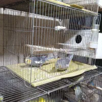 پرنده زینتی|پرنده|بوکان, |دیوار