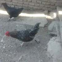 خروس