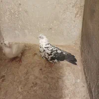 سار سیاه نر قولدور|پرنده|سبزوار, زینبیه|دیوار