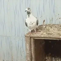 جوفت گوره پلاکی با سرگ پلاکی