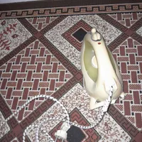 اتو و چای ساز|سماور، چای‌ساز، قهوه‌ساز|قیدار, |دیوار