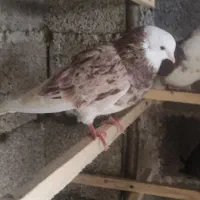 کبوتر پرشی|پرنده|رشت, سعدی (تختی)|دیوار