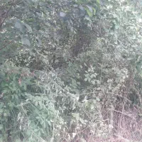 علف زدن|خدمات باغبانی و درختکاری|صومعه‌سرا, |دیوار