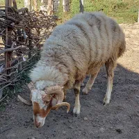 یک راس گوسفند نر بفروش میرسد|حیوانات مزرعه|دیلمان, |دیوار