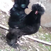 حیوانات مزرعه
