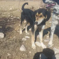 سگ ژرمن|سگ|کوهرنگ, |دیوار