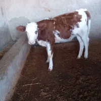 گوساله|حیوانات مزرعه|آق قلا, |دیوار