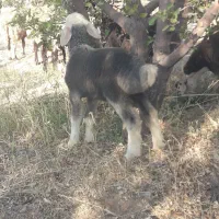 فروش کهره وبره ۴۵ روزه|حیوانات مزرعه|جره و بالاده, |دیوار