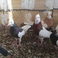 کبوتر|پرنده|کرج, بهشت سکینه|دیوار