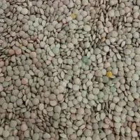 عدس خوش پخت درجه یک