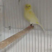 2 عدد قناری ماده  معاوضه با نر همرنگ خودشون|پرنده|بیرجند, |دیوار