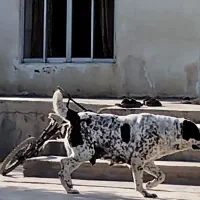 ماده خال خالی