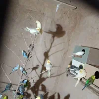 عروس هلندی و مرغ عشق