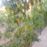 تبریز گوگان ویلا با‌غ با استخر و شیک آماده سکونت|فروش خانه و ویلا|گوگان, |دیوار