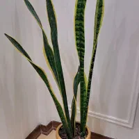 یازده عدد انواع گلهای آپارتمانی