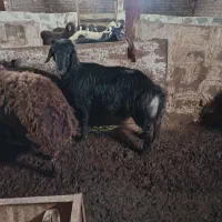 3راس بره قوچ