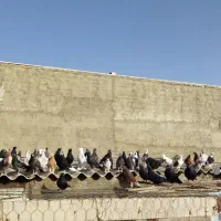 کبوتر|پرنده|اشتهارد, |دیوار