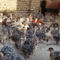 جوجه شترمرغ وماندارین|حیوانات مزرعه|رشت, بلوار گیلان|دیوار