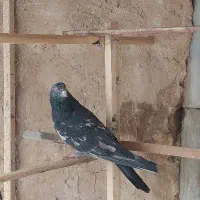 سرور سیاه شهرک