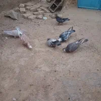 ۶ عدد کفتر فروشی هوایی|پرنده|طبس, |دیوار