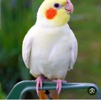 عروس هلندی پیدا شده