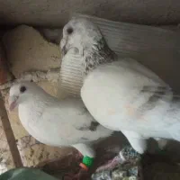 ساراغون نروماده|پرنده|مشهد, رده|دیوار