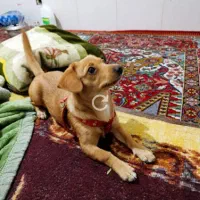 گمشده در محدوده منجیل اباد