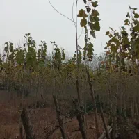 فروش زمین قیمت مناسب|فروش زمین و ملک کلنگی|تولم شهر, |دیوار