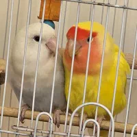 کوتوله برزیلی جوجه|پرنده|اصفهان, سرچشمه|دیوار