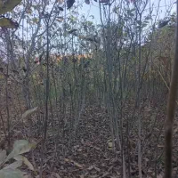 نهال گردو ۴ ساله  بزری1قد نهال 1/5تا 2متر دانه ۶۰|خدمات باغبانی و درختکاری|بجنورد, |دیوار