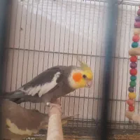 جفت عروس هلندی با یک جوجه|پرنده|چغادک, |دیوار