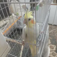 عروس هلندی مولد