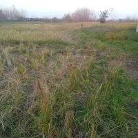 شالیزار-1500-متری