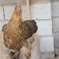 فروش مرغ زینتی