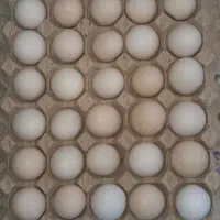 تخم مرغ محلی