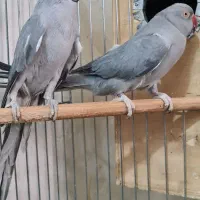 طوطی ملنگو مولد طوسی ، جوجه گرینچیک و عروس