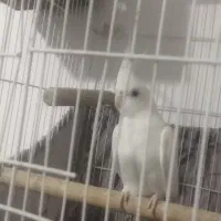 یک عدد عروسهلندی نر