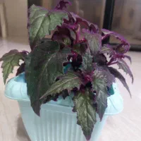 فروش انواع گل های اپارتمانی|گل و گیاه طبیعی|گرگان, |دیوار