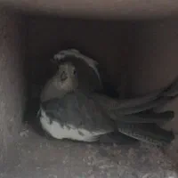 جفت این عروس هلندی  گم شده  مژدگانی  به یابنده