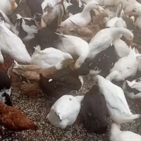 اوردک محلی|حیوانات مزرعه|چابکسر, |دیوار